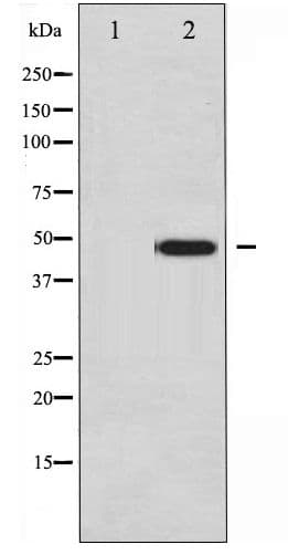 Polyclonal Rabbit anti-Human JUN / c-Jun Antibody (phospho-Tyr170, WB)