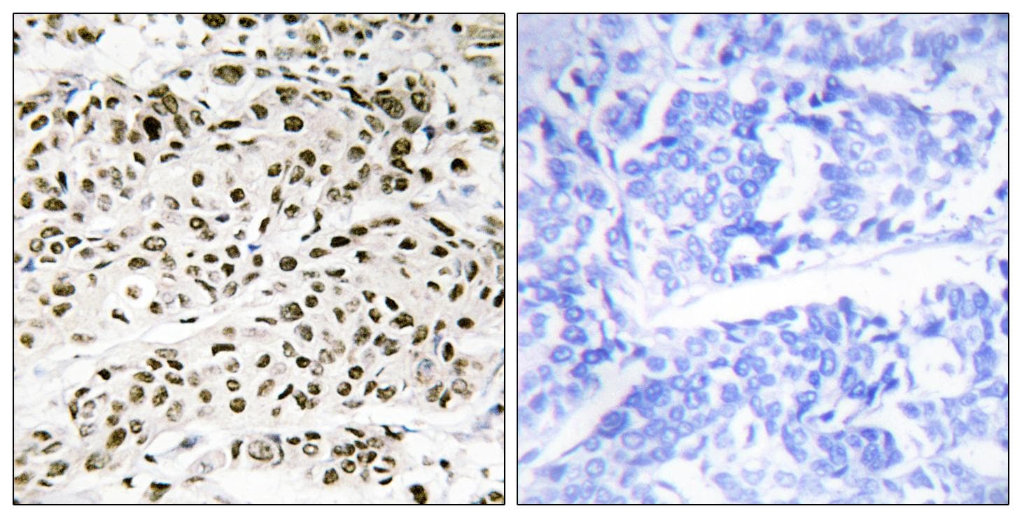 BATF Antibody