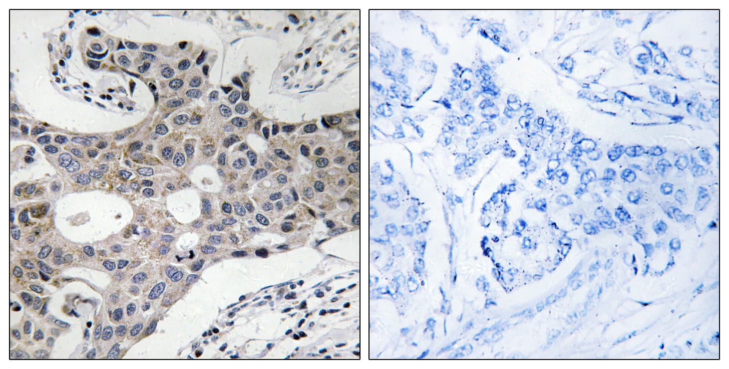 SEC16L / SEC16A Antibody (aa1013-1062)