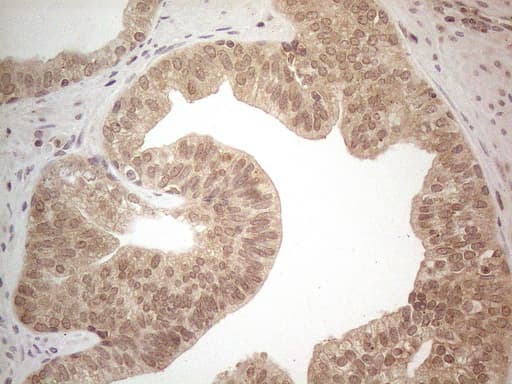 CD275 / B7-H2 / ICOS Ligand Antibody (clone OTI2G10, Carrier-free)
