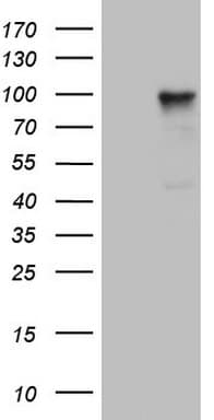 PCDHGC5 Antibody (aa35-258, clone OTI2D6, Carrier-free)