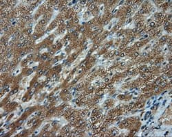 Monoclonal Mouse anti-Human LIPG / Endothelial Lipase Antibody (clone OTI3G7, IHC, WB)