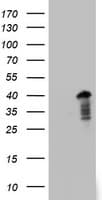 PRX-1 / PRRX1 Antibody (clone OTI1C4, Carrier-free)