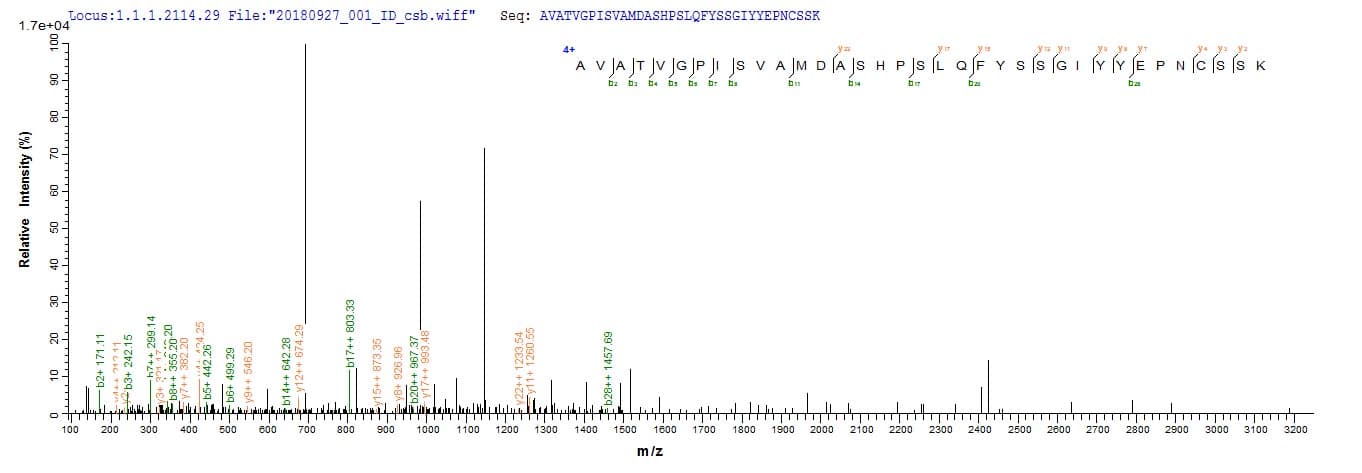 Mouse CTSL / Cathepsin L Protein (Recombinant 6His, N-terminus + Myc, C-terminus)