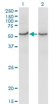 COX15 Antibody (clone 2D2)