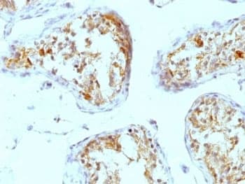 HSPG2 / Perlecan Antibody (clone A7L6)