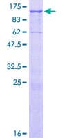 Human EPB41L5 Protein (Recombinant GST)