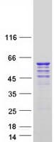 Human CDK16 / PCTAIRE Protein (Recombinant Myc-DDK (Flag))