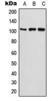 ETAA1 Antibody (N-Terminus)
