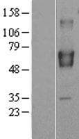 BRAP2 Protein (Over-Expression Lysate Myc-DDK (Flag))