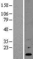 RNASE4 Protein (Over-Expression Lysate Myc-DDK (Flag))