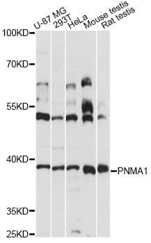 PNMA1 / MA1 Antibody