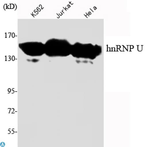 HnRNP U Antibody