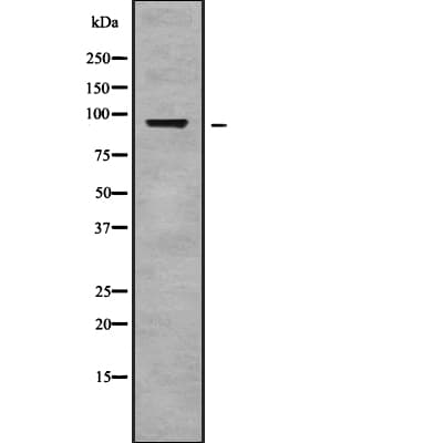 SLC9A1 / NHE1 Antibody