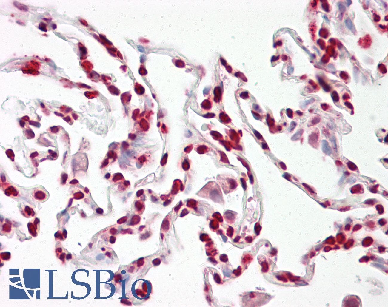 IHC-plus™ MAPK15 / ERK7 Antibody (aa361-410)