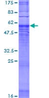 Human MRGD / MRGPRD Protein (Recombinant GST)