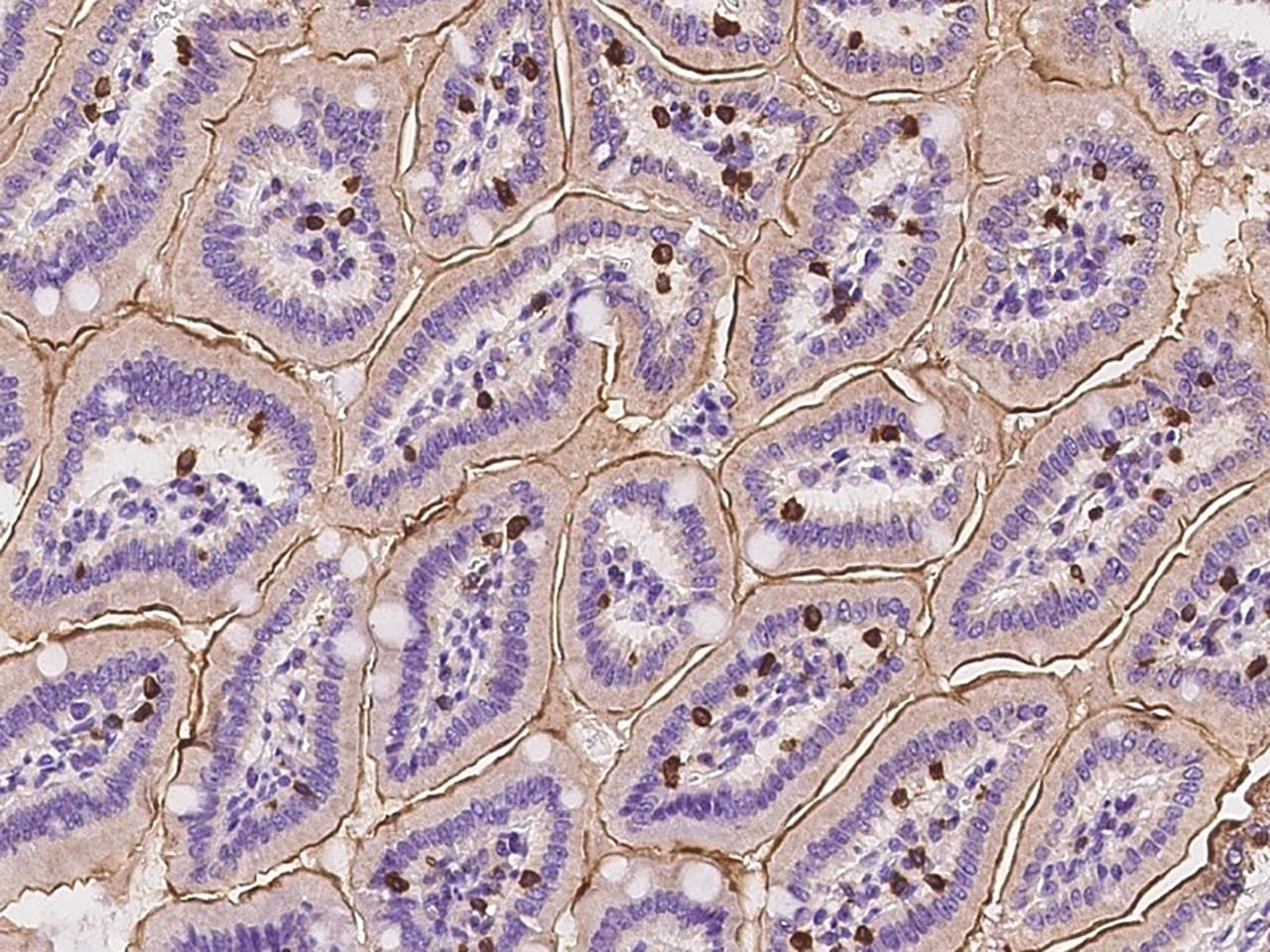 CD3E Antibody
