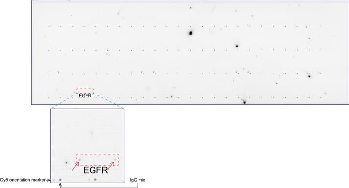 EGFR Antibody (clone UMAB95)