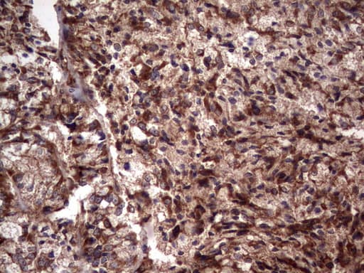 RSPO3 Antibody (aa22-272, clone 3D5, Carrier-free)