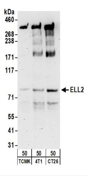 Polyclonal Rabbit anti-Human ELL2 Antibody (aa400-450, WB)
