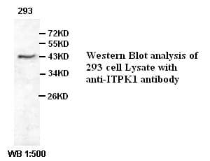 Polyclonal Rabbit anti-Human ITPK1 Antibody (WB)