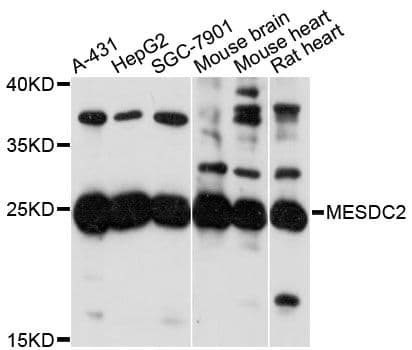 MESDC2 / MESD Antibody