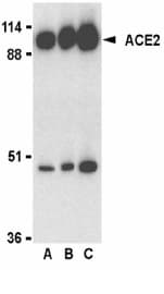 ACE2 / ACE-2 Antibody