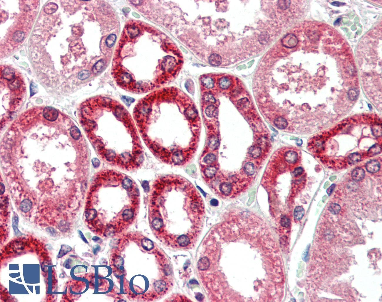 PathPlus™ BECN1 / Beclin-1 Antibody