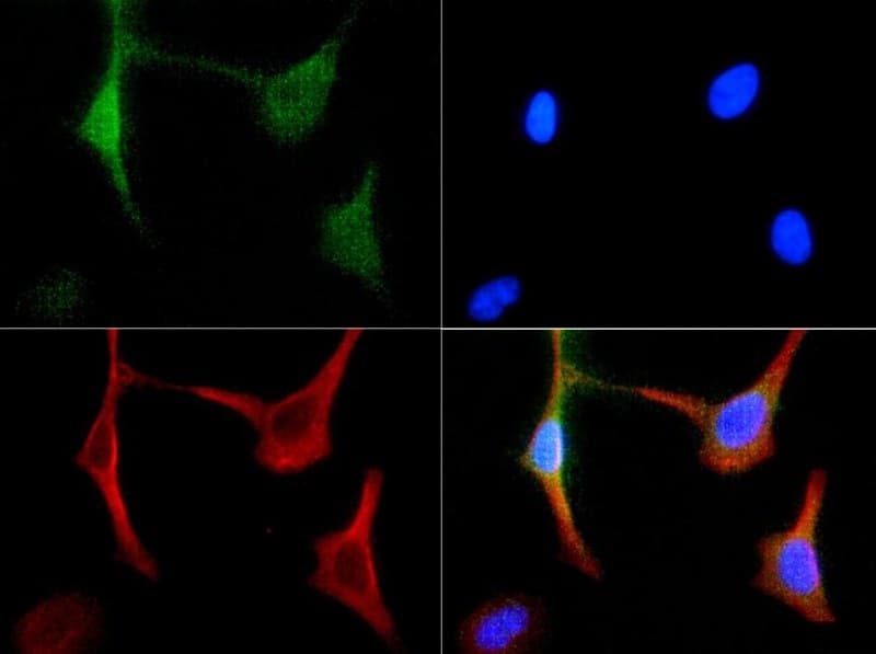 NIP3 / BNIP3 Antibody (DY650)