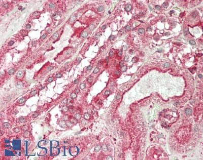 IHC-plus™ ACTB / Beta Actin Antibody (N-Terminus)