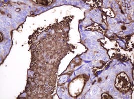 EMA / MUC1 Antibody (clone OTI2F6)