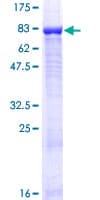 Human ZNF426 Protein (Recombinant GST)