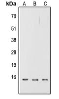 TNFSF4 / OX40L / CD252 Antibody (Internal)