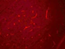 IHC-plus™ SIK3 / QSK Antibody