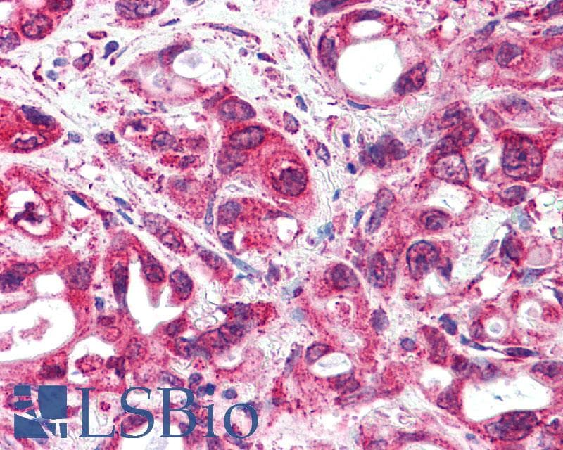 PathPlus™ Polyclonal Rabbit anti-Human GLP1R / GLP-1 Receptor Antibody (N-Terminus, IHC, IF, WB)