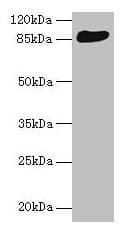 Polyclonal Rabbit anti-Human PRKRIR Antibody (WB)