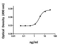 Human KITLG / SCF Protein (Recombinant)