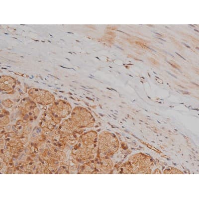 Polyclonal Rabbit anti-Human SP1 Antibody (phospho-Thr739, IHC, IF, WB)