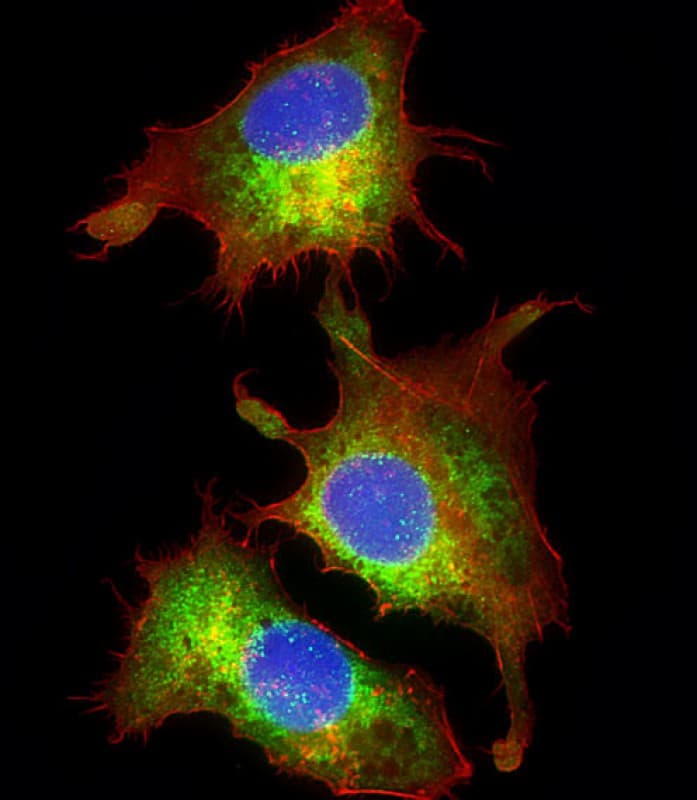 PPID / Cyclophilin D Antibody