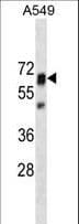 PTPN11 / SHP-2 / NS1 Antibody