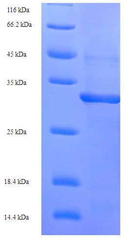 E. coli 8-oxo-dGTP Diphosphatase Protein (Recombinant 6His-SUMO, N-terminus)
