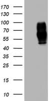 MSR1 / CD204 Antibody (aa197-451, clone OTI9B8)