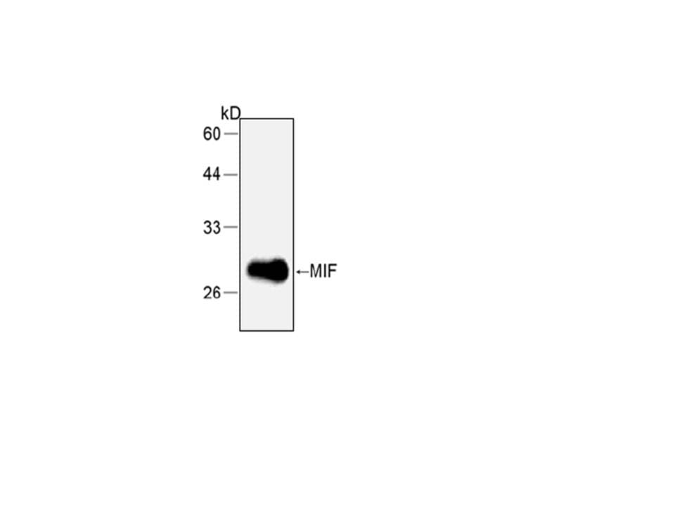 MIF Antibody