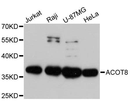 ACOT8 Antibody