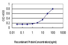 ELK1 Antibody (clone 2G6)