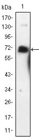 Monoclonal Mouse anti-Human NGFR / CD271 / TNR16 Antibody (clone 2F1C2, IF, WB)