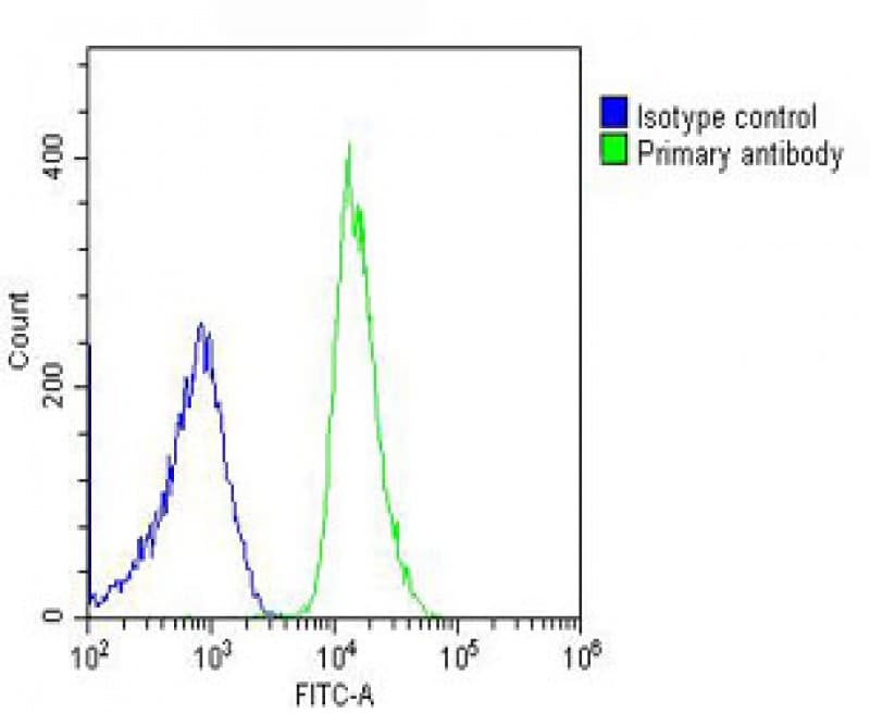 RPL4 / Ribosomal Protein L4 Antibody (N-Terminus)
