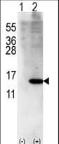 ISG15 Antibody (aa72-99)