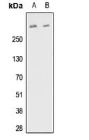 FBN1 / Fibrillin 1 Antibody (C-Terminus)