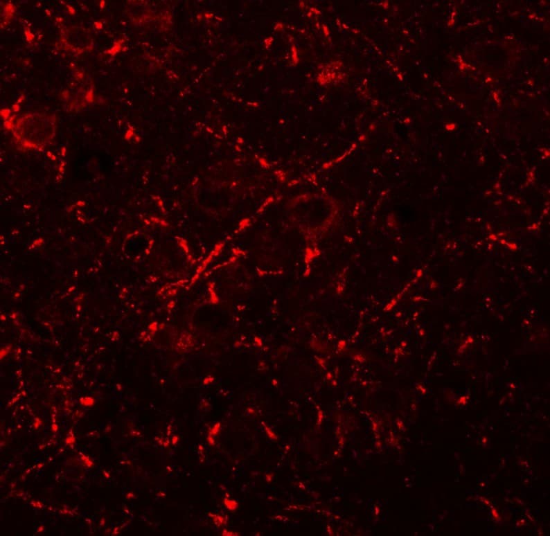 IHC-plus™ MS4A6A / MS4A Antibody